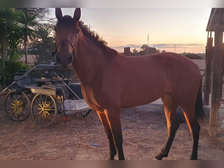 Lusitanien Jument 4 Ans 162 cm Bai in Chiclana de la Frontera