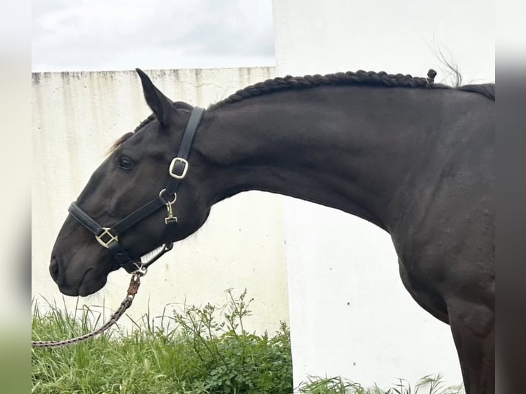 Lusitanien Jument 4 Ans 162 cm Noir in RIO MAIOR