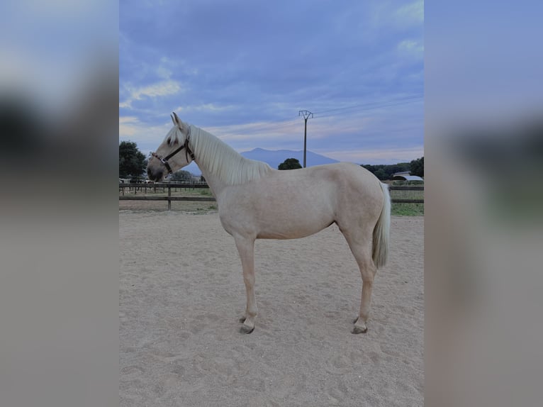 Lusitanien Jument 4 Ans 162 cm Perlino in Pedrinya (Ajuntament Crespia)