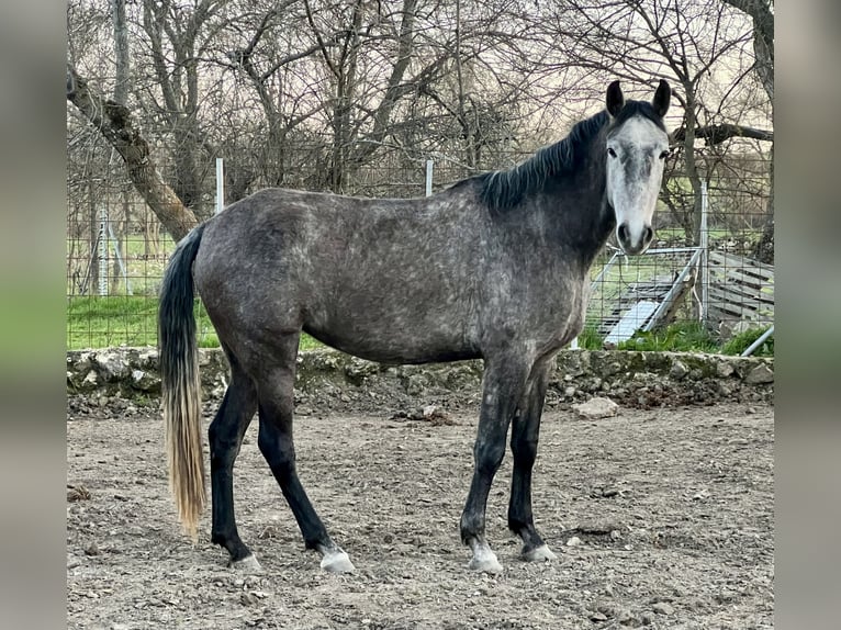 Lusitanien Jument 4 Ans 163 cm Gris in Espirdo