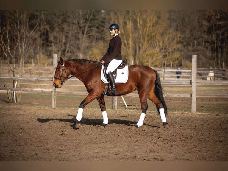 Lusitanien Jument 4 Ans 164 cm Bai in Thyrow