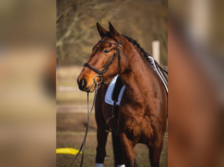 Lusitanien Jument 4 Ans 164 cm Bai in Thyrow