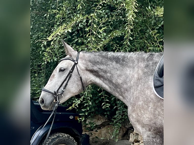 Lusitanien Jument 4 Ans 164 cm Gris in EspirdoTizneros