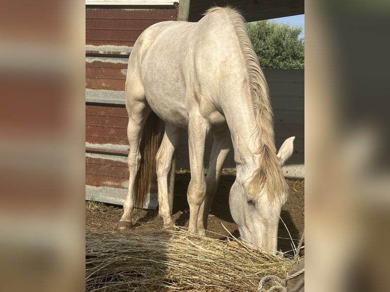Lusitanien Jument 4 Ans 165 cm Cremello in Latina
