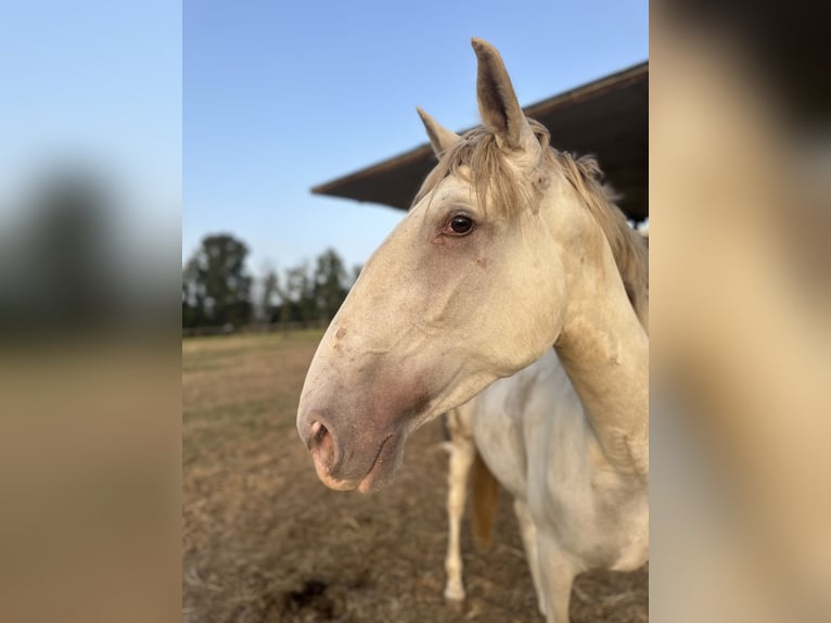 Lusitanien Jument 4 Ans 165 cm Cremello in Latina