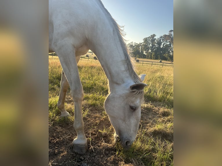 Lusitanien Jument 4 Ans 165 cm Cremello in Latina