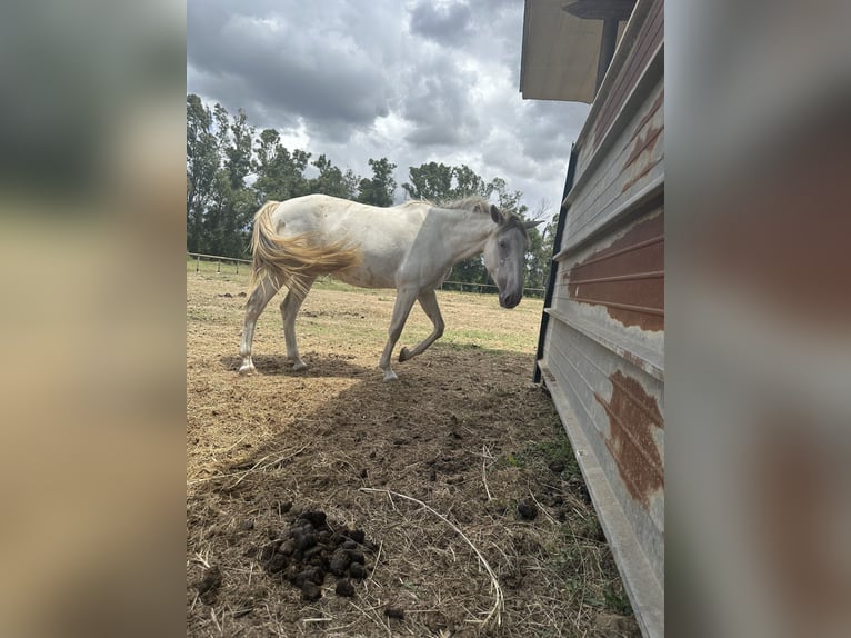 Lusitanien Jument 4 Ans 165 cm Cremello in Latina