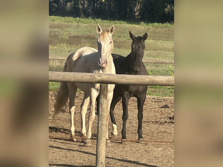 Lusitanien Jument 4 Ans 165 cm Cremello in Latina