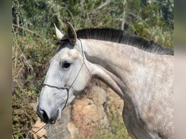 Lusitanien Jument 4 Ans 167 cm Gris in Rio Maior