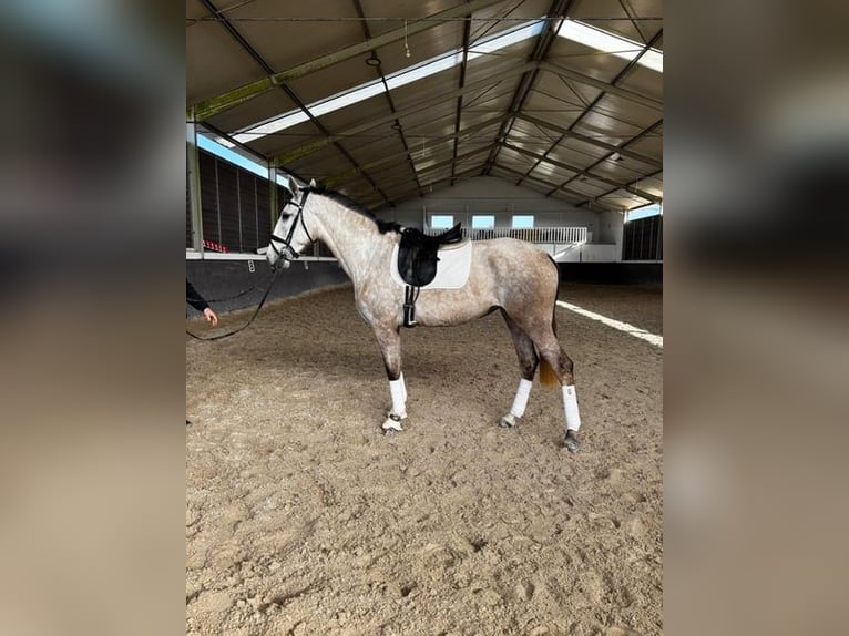 Lusitanien Jument 4 Ans 167 cm Gris in Rio Maior