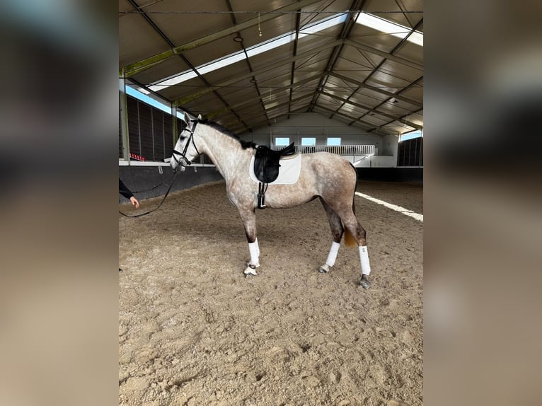 Lusitanien Jument 4 Ans 167 cm Gris in Leiria