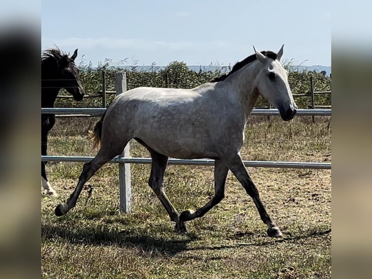 Lusitanien Jument 4 Ans 167 cm Gris in Leiria