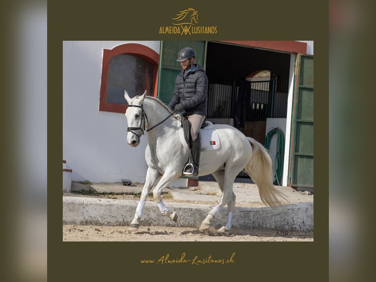 Lusitanien Jument 4 Ans Gris in Coruche