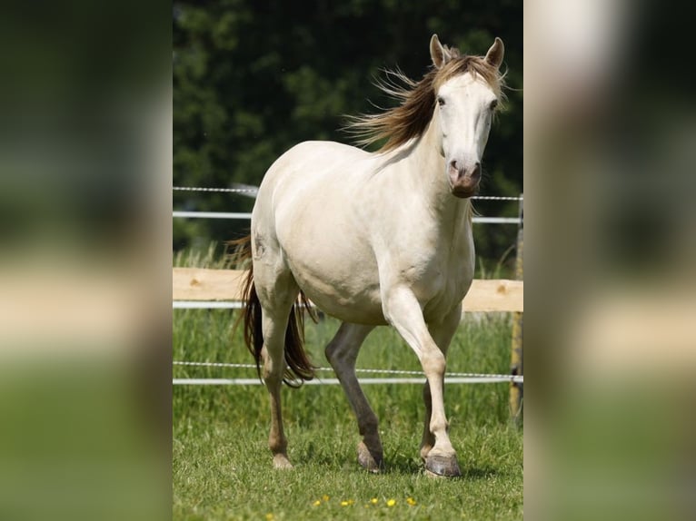 Lusitanien Croisé Jument 5 Ans 147 cm Champagne in R&#xF6;dinghausen