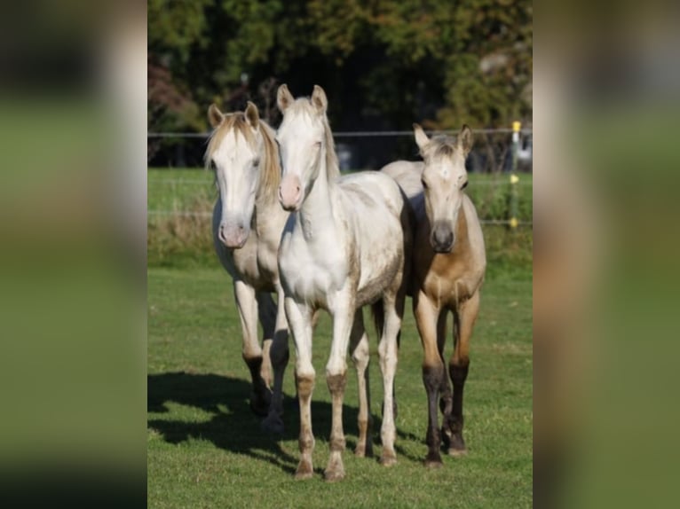 Lusitanien Croisé Jument 5 Ans 147 cm Champagne in R&#xF6;dinghausen