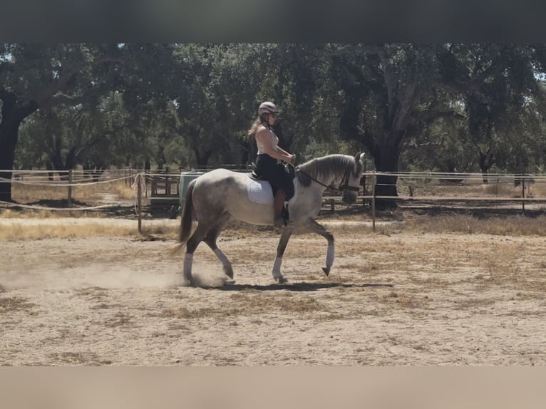 Lusitanien Jument 5 Ans 150 cm Peut devenir gris in Coruche