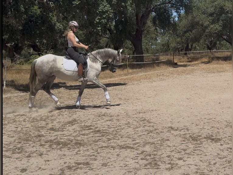 Lusitanien Jument 5 Ans 150 cm Peut devenir gris in Coruche