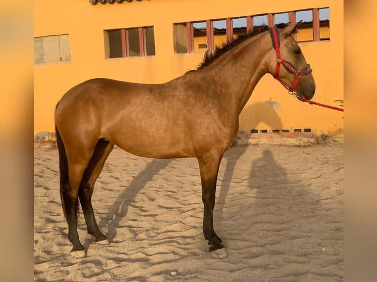 Lusitanien Jument 5 Ans 151 cm Buckskin in Chiclana de la Frontera