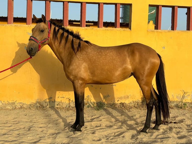 Lusitanien Jument 5 Ans 151 cm Buckskin in Chiclana de la Frontera