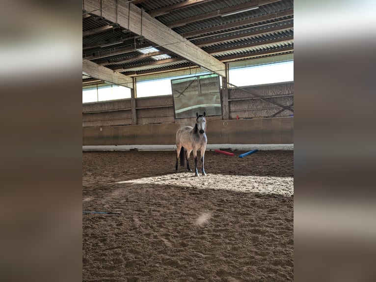 Lusitanien Croisé Jument 5 Ans 153 cm Buckskin in Treuchtlingen