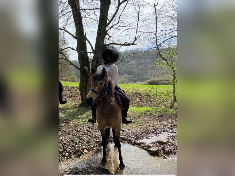 Lusitanien Croisé Jument 5 Ans 153 cm Buckskin in Treuchtlingen