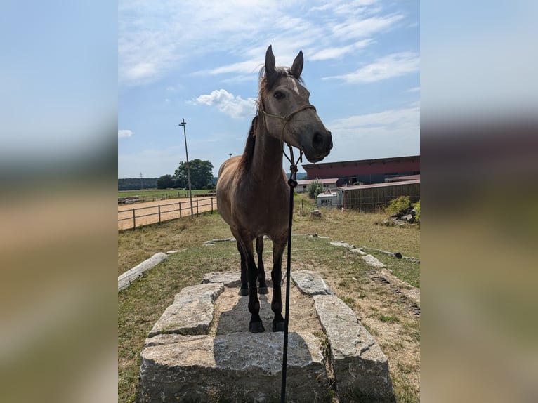 Lusitanien Croisé Jument 5 Ans 153 cm Buckskin in Treuchtlingen