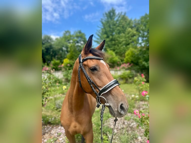 Lusitanien Croisé Jument 5 Ans 155 cm Bai in Dalheim