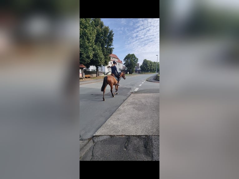 Lusitanien Croisé Jument 5 Ans 155 cm Bai in Dalheim