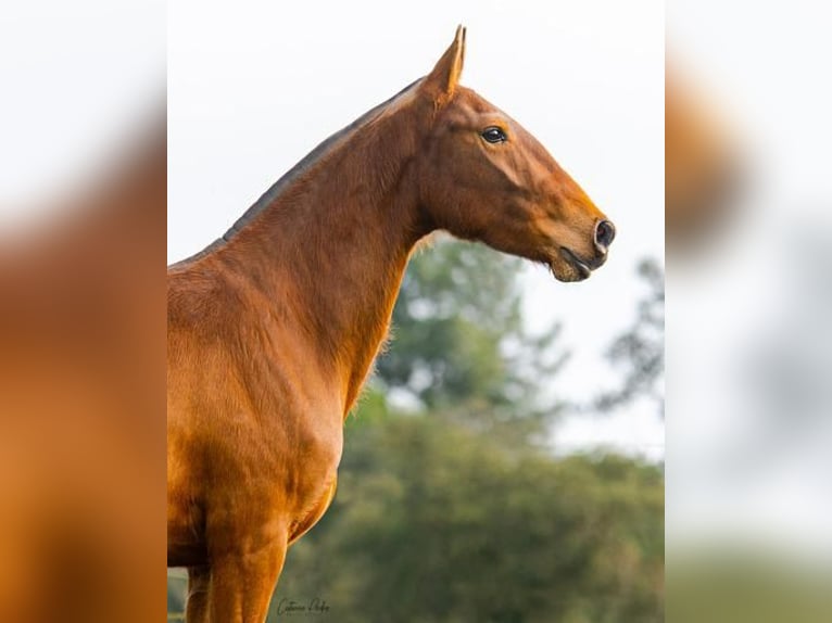 Lusitanien Jument 5 Ans 155 cm Bai clair in Estremoz, Alentejo