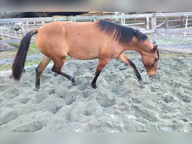 Lusitanien Croisé Jument 5 Ans 155 cm Buckskin in Morbegno
