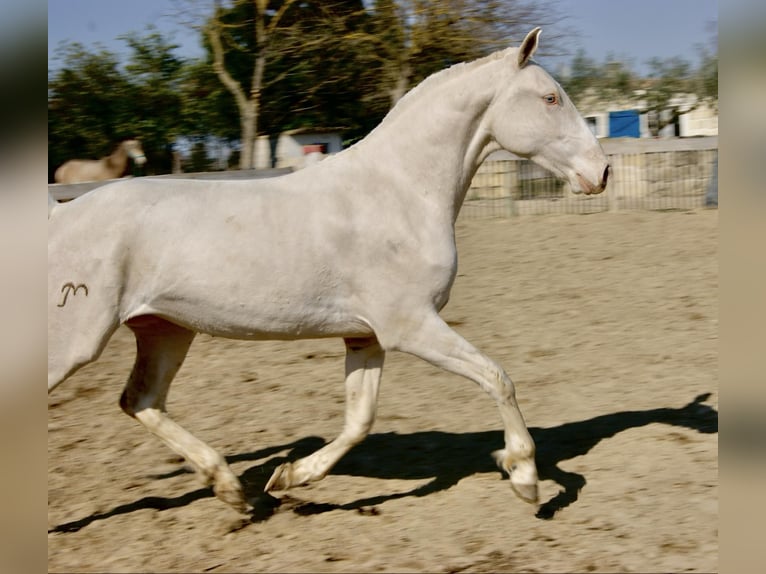 Lusitanien Jument 5 Ans 155 cm Cremello in Le Cailar