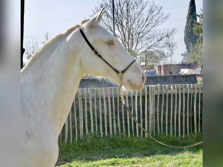 Lusitanien Jument 5 Ans 155 cm Cremello in Le Cailar