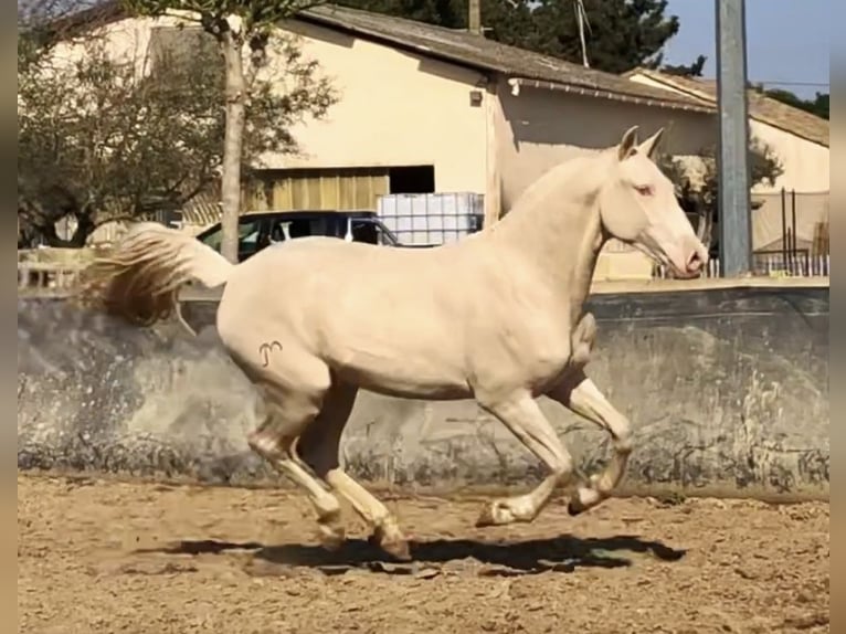 Lusitanien Jument 5 Ans 155 cm Cremello in Le Cailar