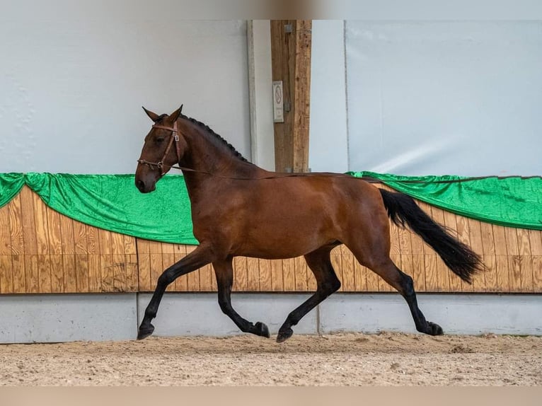 Lusitanien Jument 5 Ans 157 cm Bai in Mussel