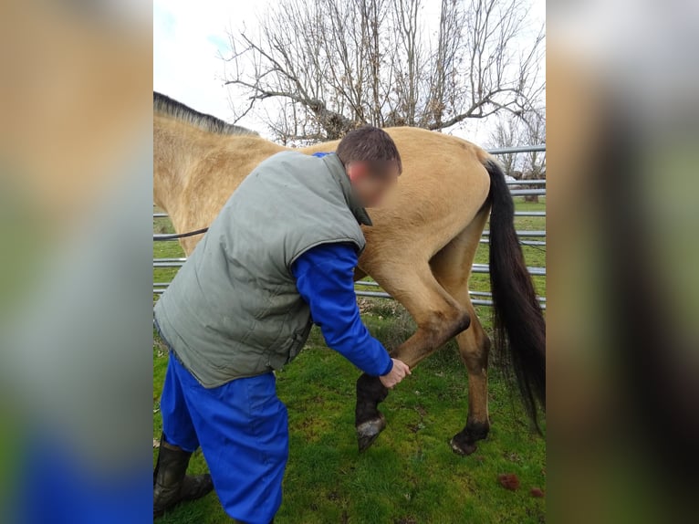 Lusitanien Jument 5 Ans 158 cm Isabelle in Las Uces