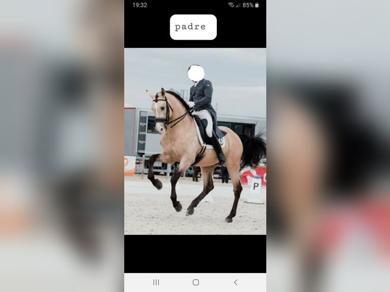 Lusitanien Jument 5 Ans 158 cm Isabelle in Las Uces