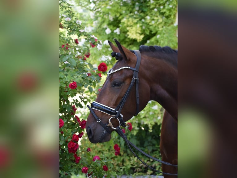 Lusitanien Jument 5 Ans 160 cm Bai in Reichling