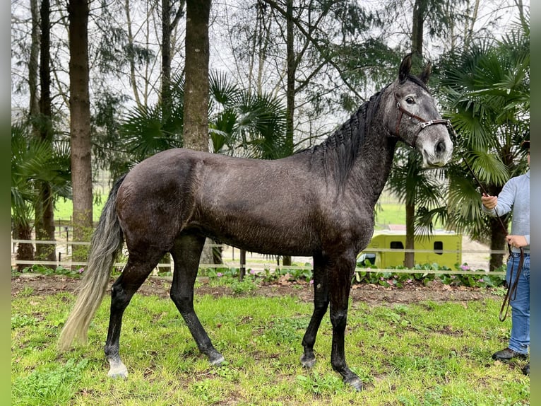 Lusitanien Jument 5 Ans 160 cm Gris in Amarante