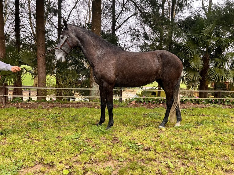 Lusitanien Jument 5 Ans 160 cm Gris in Amarante