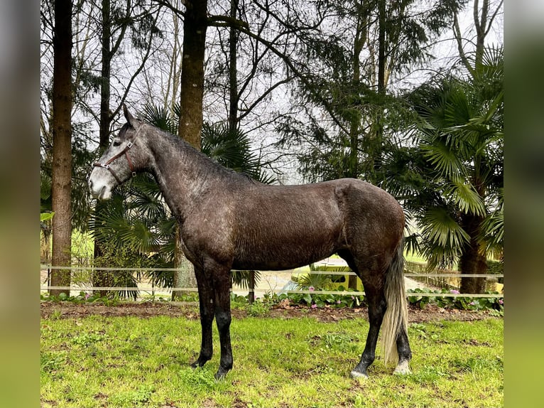 Lusitanien Jument 5 Ans 160 cm Gris in Amarante