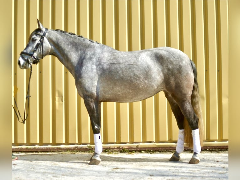 Lusitanien Jument 5 Ans 162 cm Gris noir in Würzburg