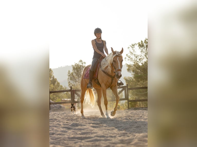 Lusitanien Croisé Jument 5 Ans 163 cm Palomino in Alcoi/Alcoy