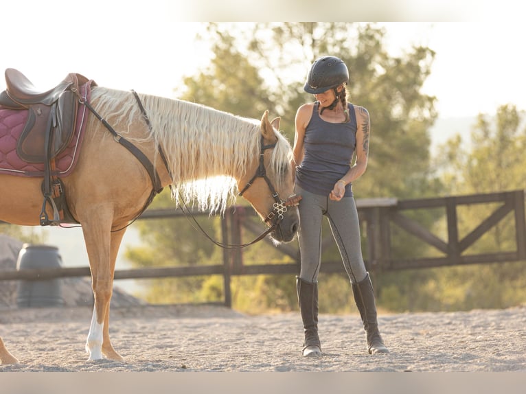 Lusitanien Croisé Jument 5 Ans 163 cm Palomino in Alcoi/Alcoy