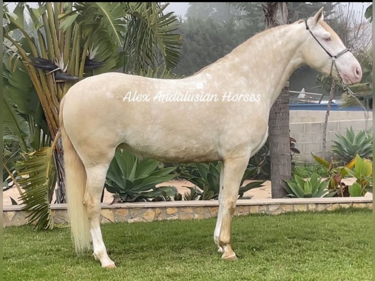 Lusitanien Jument 5 Ans 163 cm Perlino in Sevilla