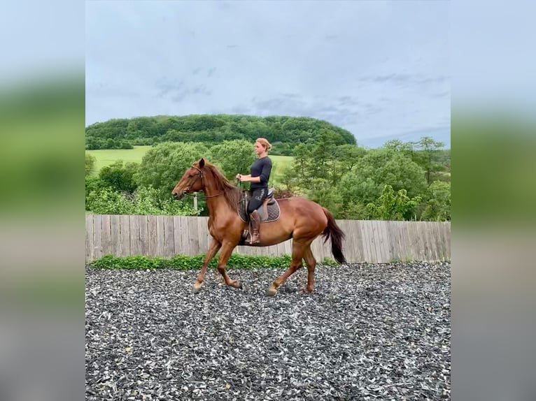 Lusitanien Croisé Jument 5 Ans 164 cm Alezan cuivré in Mandelbachtal