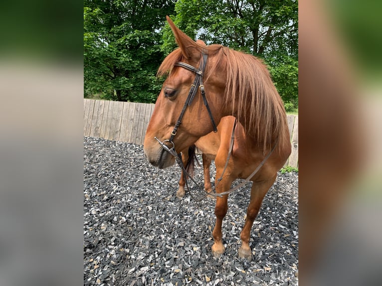 Lusitanien Croisé Jument 5 Ans 164 cm Alezan cuivré in Mandelbachtal