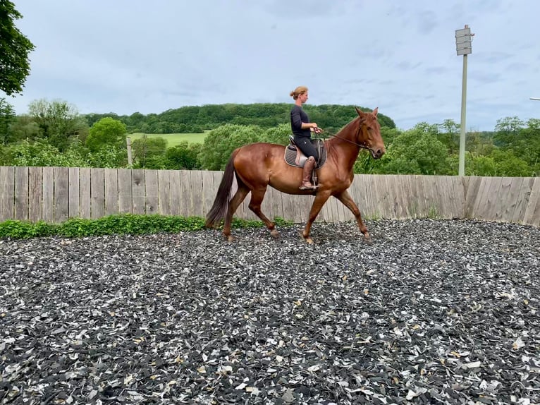 Lusitanien Croisé Jument 5 Ans 164 cm Alezan cuivré in Mandelbachtal