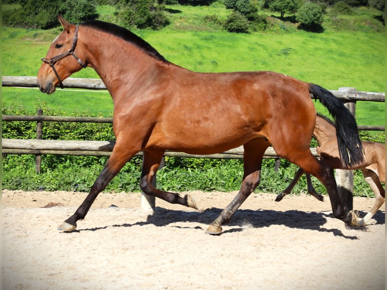 Lusitanien Jument 5 Ans 165 cm Bai in Orcier