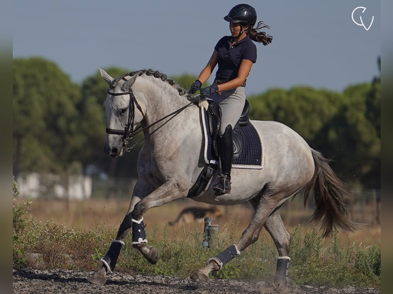 Lusitanien Jument 5 Ans 166 cm Gris noir in Agua Derramada