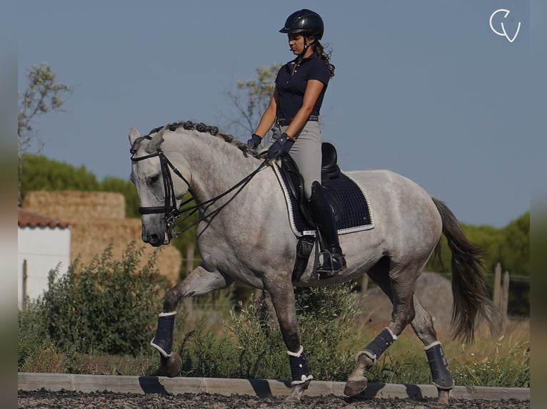 Lusitanien Jument 5 Ans 166 cm Gris noir in Agua Derramada